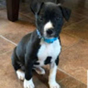 Meet your Posher, Vu